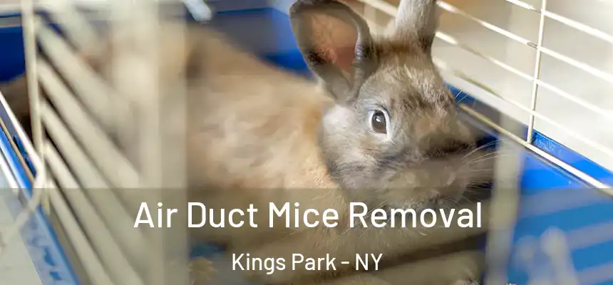  Air Duct Mice Removal Kings Park - NY